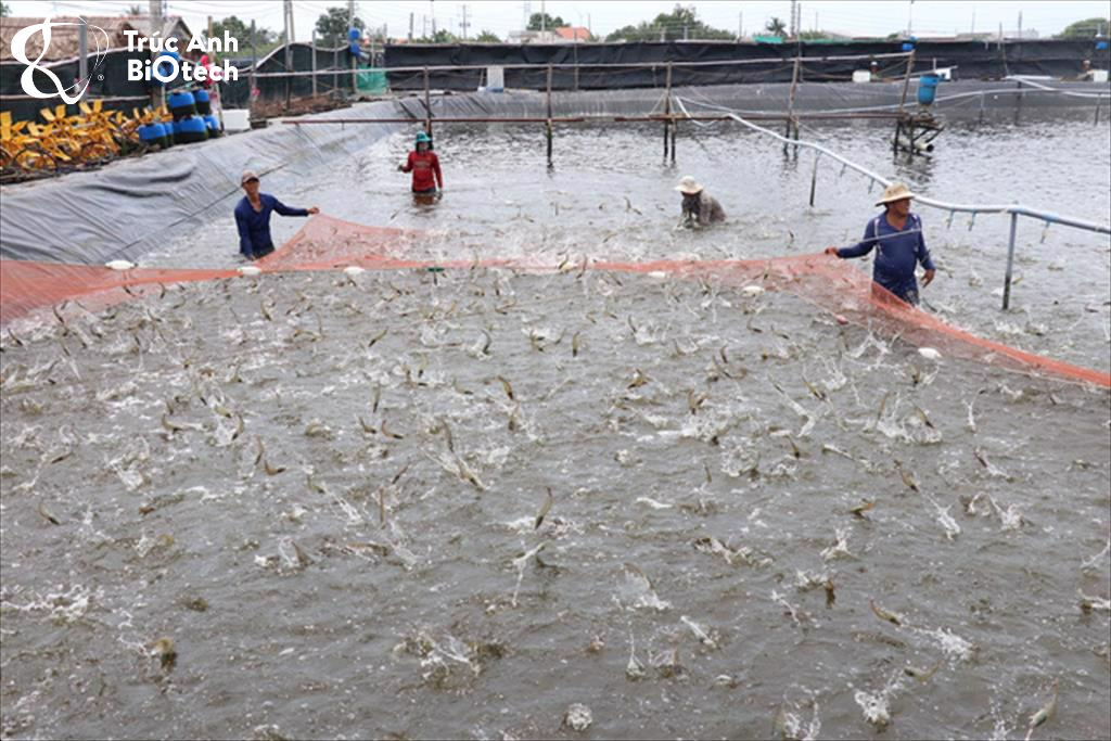 mô hình nuôi tôm thẻ chân trắng siêu thâm canh 02 giai đoạn